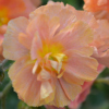 Helianthemum Rogan Bogan - Abriachan Nurseries